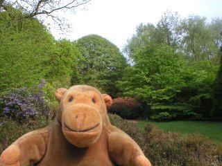 Mr Monkey in front of many trees