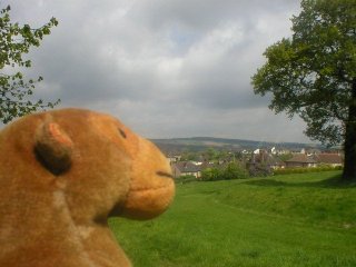 Mr Monkey looking at a tree on a raised bank