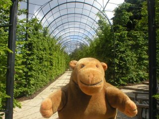 Mr Monkey in front of pergola of hornbeams