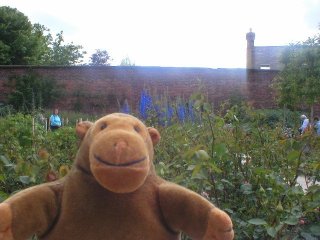 Mr Monkey in front of blue delphiniums