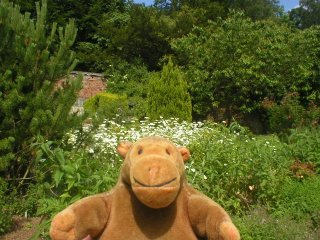 Mr Monkey in a garden