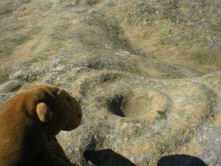 Mr Monkey studying cup and ring markings