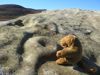 Mr Monkey studying cup and ring markings