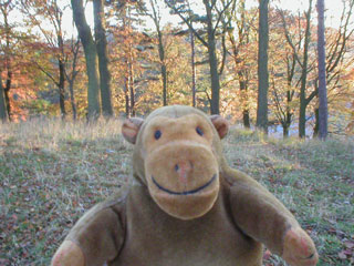 Mr Monkey in the woods in Phoenix Park