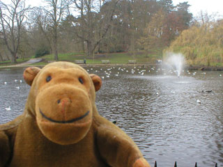 Mr Monkey by the pool