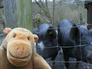 Mr Monkey and a pair of pigs