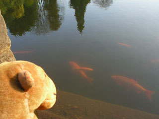 Mr Monkey watching some fish