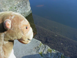 Mr Monkey studying a frog in the lake