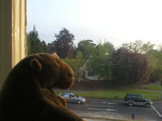 Mr Monkey looking out of his hotel window