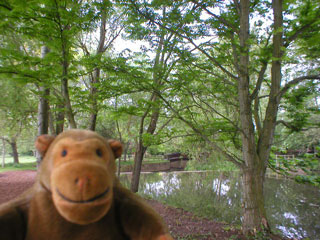 Mr Monkey in the trees at Wilton Lands