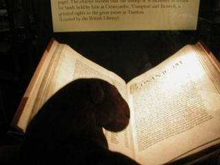 Mr Monkey reading the Codex Wintoniensis