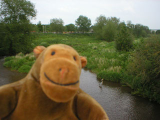 Mr Monkey watching a heron below the Firepool weir