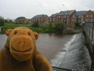 Mr Monkey looking at the Firepool weir