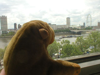 Mr Monkey looking upriver from his hotel window