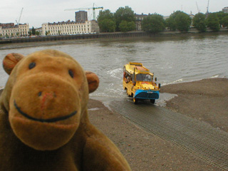 Mr Monkey watching a yellow DUKW drive out of the river