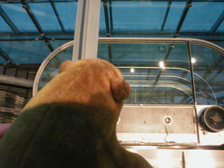 Mr Monkey looking down on the roof of the Urbis Glass Elevator