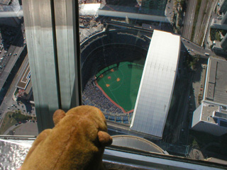 Mr Monkey studying a baseball game