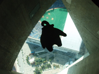 Mr Monkey sitting on a section of glass floor