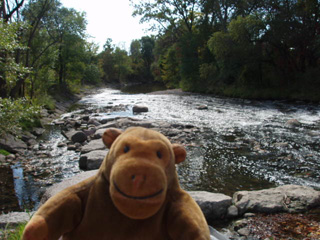 Mr Monkey looking at a weir on the Don River