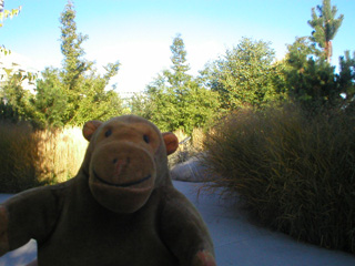 Mr Monkey on a pathway surrounded by trees