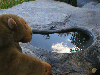 Mr Monkey looking at clouds reflected in a small pool