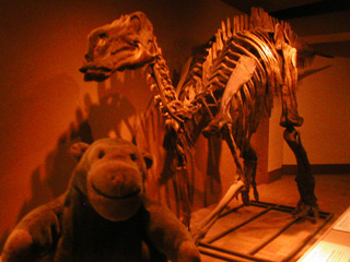 Mr Monkey in front of the skeleton of a Maiasaur