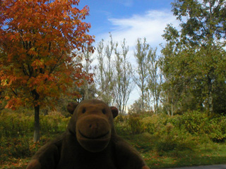 Mr Monkey examining trees on Ward's Island