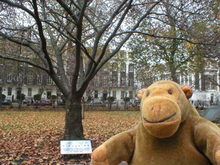 Mr Monkey in front of the Hiroshima tree