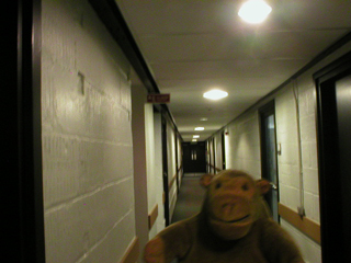 Mr Monkey in one of the BBC's long corridors