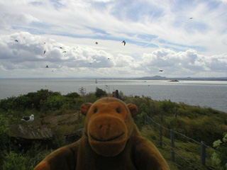 Mr Monkey looking at a headland rife with seagulls