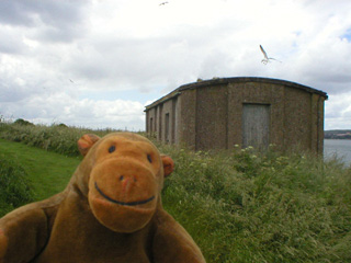 Mr Monkey looking seagulls flying around a concrete hut