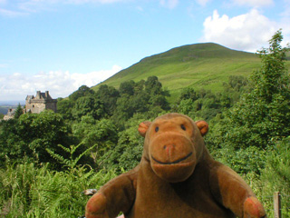 Mr Monkey sighting a tower over some trees