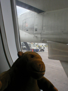 Mr Monkey looking of his plane window