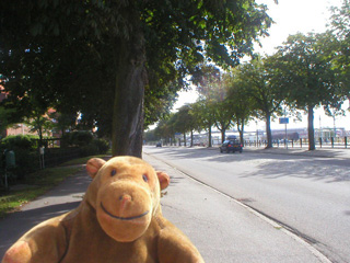 Mr Monkey looking along a tree-lined street