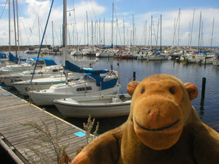 Mr Monkey looking rows of yachts in a marina