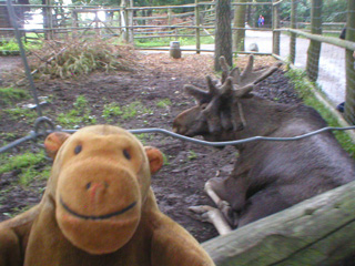 Mr Monkey looking at an elk