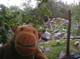 Mr Monkey looking into the bear's enclosure