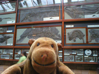 Mr Monkey in front of a wall covered in fossils
