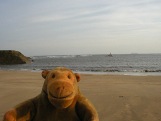 Mr Monkey looking out to sea