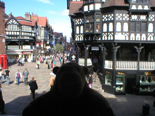 Mr Monkey looking down from the upper levels of the Rows