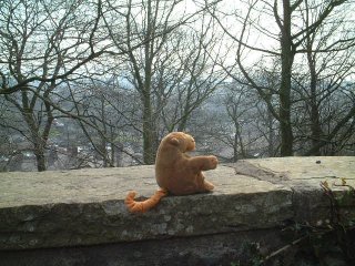 Mr Monkey sitting on a wall