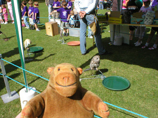 Mr Monkey looking at an owl