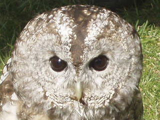 An owl's face