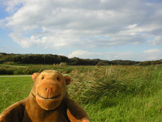 Mr Monkey walking past some reed beds