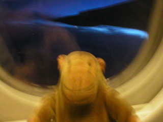 Mr Monkey experiencing turbulence