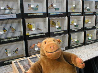 Mr Monkey looking at a row of birdcages