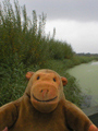 Reed beds