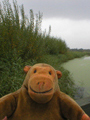 Reed beds