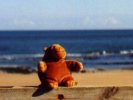 Monkey on a fence