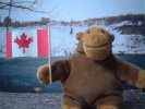 Monkey with a Canadian flag at Niagra Falls